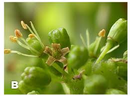 Jun 02, 2020 · the next important stages in the phenology of a grapevine are flowering and fruit set. Nmsu Grapevine Phenology Annual Growth And Development