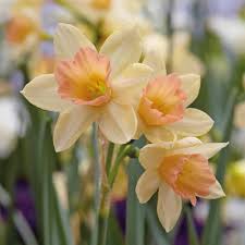 Delightful Photo Daffodil Bulbs Narcissus Flower Daffodil Flower