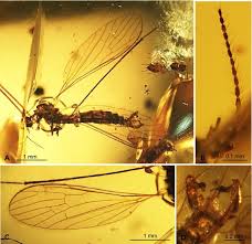 Image result for Trichoneura