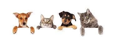 A basic cremation is used to reduce your pet's remains to bone fragments. How Much Does It Cost To Cremate A Cat In Ontario