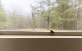 Take control of your home and business with custom pest options by western®. Occasional Invader Pests In Virginia How To Prevent Spring Pests