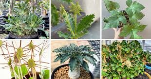 Image result for Dorstenia buchananii