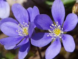 Per favore, abbonatevi per altri video. Nomi E Immagini Di Fiori Di Primavera 35 Foto Pianetabambini It
