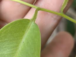 Image result for Embelia libeniana