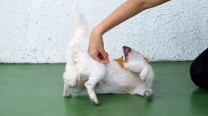 In particular, learning how to teach a dog to roll over can be pretty frustrating. How To Train Your Dog To Roll Over 12 Steps With Pictures