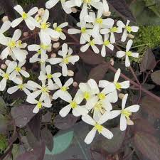 Clematis is a genus of about 300 species within the buttercup family, ranunculaceae. Clematis Crimson Buy Clematis Crimson Clematis Recta Purpurea