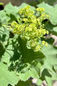 Image result for Alchemilla microbetula
