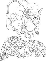 In the wild, they grow leaning on stumps and trees. Phalaenopsis Schilleriana Or Tropical Rosy Moth Orchid Coloring Page Flower Drawing Flower Coloring Pages Flower Line Drawings