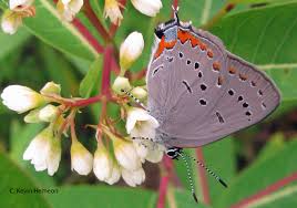 Image result for Satyrium confusum