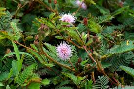 Patikan kebo wikipedia bahasa indonesia ensiklopedia bebas. 10 Pokok Yang Anda Sangka Rumpai Tapi Sebenarnya Penawar Sakit Impiana