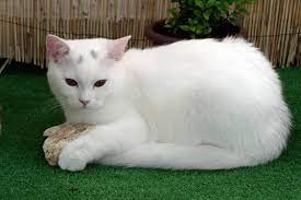british shorthair cat india kedi cizim fikirleri cizim