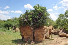 Image result for Ficus abutilifolia