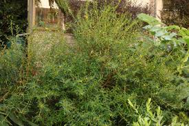 Image result for Heimia salicifolia