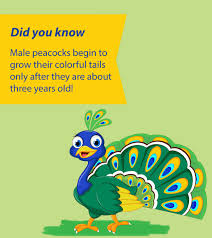 25 wonderful peacock facts and information for kids