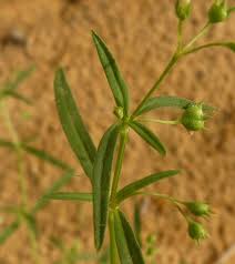 Image result for Oldenlandia corymbosa