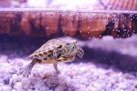 How Long Do Turtles Live
