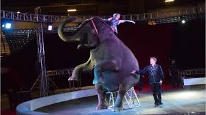 Books countries luggage people time times 1 i don't read very much. Garden Bros Circus Set For Thursday At Rapides Parish Coliseum