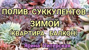 Как правильно поливать суккуленты после пересадки поливаемость и частота полива зимой