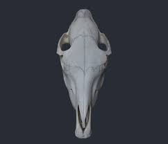 Horse Upper Skull Scan 3d Model Obj Blend 3 Skull Horse Skull Horse Bones