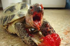 #food #hungry #dinner #lunch #nom. A Vicious Beast After Its Kill Happy Turtle Cute Turtles Turtle Eating Strawberry