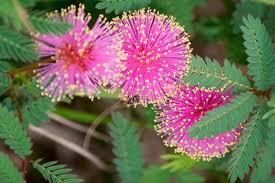 Image result for Disperis mozambicensis