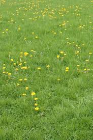 Rasen Sprengen Morgens Oder Besser Abends Rasen Gartengestaltung Garten Landschaftsbau