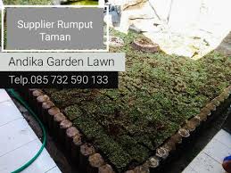 Sehingga rumput dulunya cuma tanaman yg sembarangan saja dan… Terjual Harga Rumput Gajah Mini Varigata Per Meter 0857 3259 0133 Andika Garden Lawn Kaskus