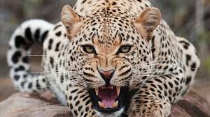 They have all four types of teeth. Teeth Animals Leopard Big Cats Hd Wallpapers Desktop And Mobile Images Photos