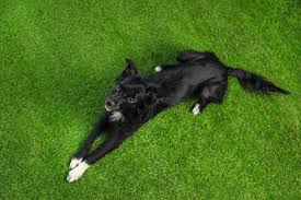 How to clean artificial grass with dogs. Cleaning Up Pet Hair From Synthetic Grass For Dogs In Santa Cruz Synthetic Grass Cleaning Pet Hair Pet Hair