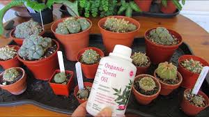Well, at least in the western world it is. How To Use Neem Oil As A Preventative Treatment For Pests On Lophophora Cacti Other Cacti Youtube