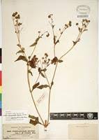 Image result for Micractis bojeri