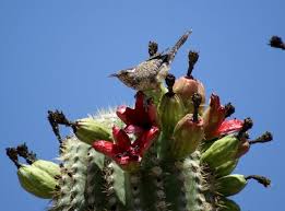 After animals and birds have eaten their share, people gather the fruit, using tools fashioned from saguaro ribs. I Love Scottsdale Cactus Wren Arizona S State Bird