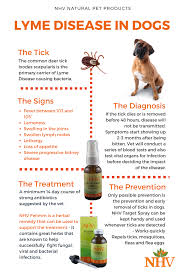 Felimm For Dogs Lyme Disease In Dogs Dog Allergies Lyme