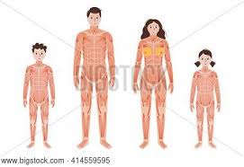 Free download female muscle diagram (pdf, 1934kb) and customize with our editable templates, waivers and forms for your needs. Human Muscular System Vector Photo Free Trial Bigstock