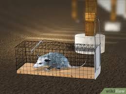 Backyard buddies are also the local people who value the living things around them, like possums, and are. Easy Ways To Get Rid Of Possums Wikihow