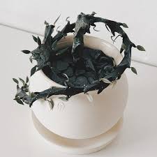 Image result for Ceropegia gracilior