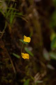 Image result for Utricularia welwitschii