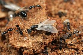 There are tons of ultrasonic repellents that promise to keep pests out of your properties. How To Get Rid Of Flying Ants X Pest
