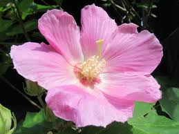 Image result for Hibiscus mutatus