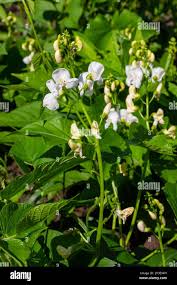 Image result for Indigofera brachynema