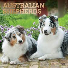 Australian shepherd is one of the most popular pure dog breeds originated from the united states. Australian Shepherds Australische Schaferhunde 2021 16 Monatskalender Mit Freier Dogdays App Original Browntrout Kalender Mehrsprachig Kalender Wall Kalender Amazon De Browntrout Publisher Bucher