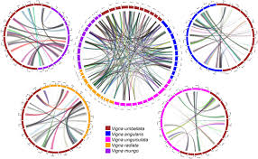 Image result for Vigna racemosa