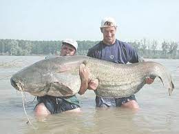 45 Best Things About Living In Oklahoma Big Fish Fish Catfish