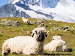 Teppich teppichboden maiolica grau lisboa. Schwarznaseschaf Teppich Ruckstuhl Kollektion Bestswiss