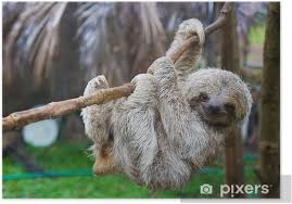 Como madre busco acompañar el crecimiento de mi hijo de una forma respetuosa, consciente y saludable. Poster Perezoso Bebe En Arbol En Costa Rica Pixers Vivimos Para Cambiar