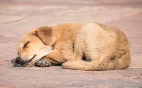Some reasons behind puppies breathing fast are quite obvious, such as a lot of playing and exercise or warm in other situations, you may not understand exactly why your puppy is breathing faster than usual. Why Is My Dog Breathing Fast While Sleeping