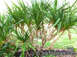 Image result for Pandanus sp. A