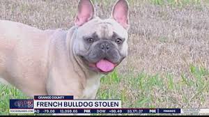 Houghton le spring, tyne and wear. Orlando Man Whose French Bulldog Named Bugsy Was Stolen At Gunpoint Talks To Fox 35 Youtube