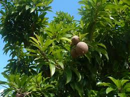 Image result for Manilkara zapota