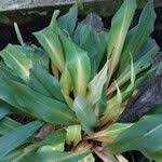 Image result for Chlorophytum filipendulum